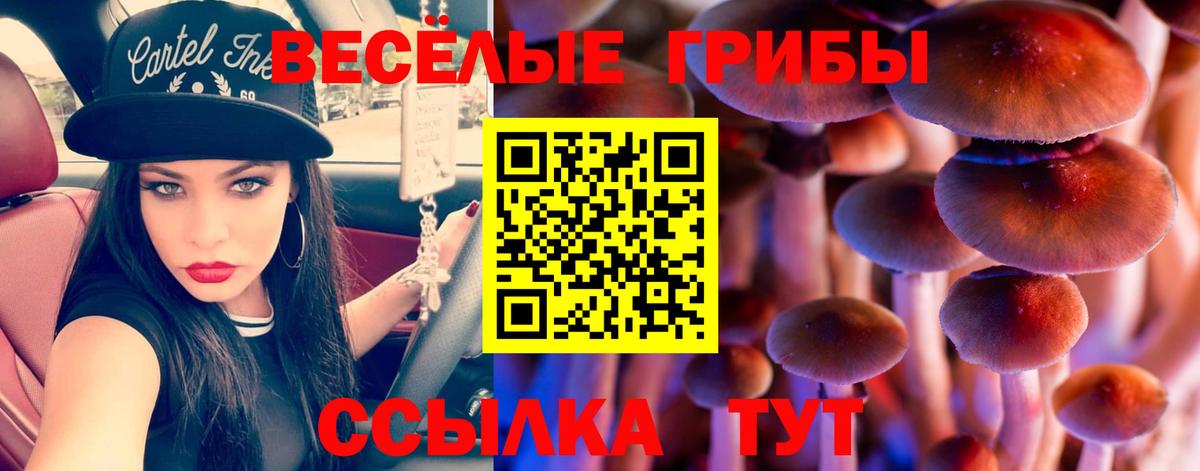 Камень-на-Оби  Галлюциногенные грибы Magic Shrooms  Вход с VPN 